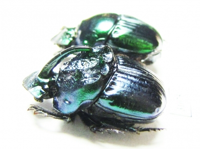 Phanaeus daphnis, pair  Mexico - INSECTS-STORE.RU