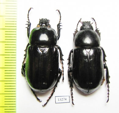 Hatamus tarsalis, pair  Indonesia, Papua - INSECTS-STORE.RU