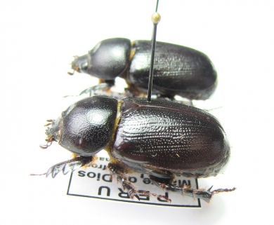 Dynastinae sp.  Peru - INSECTS-STORE.RU
