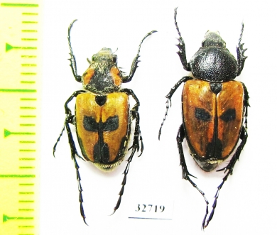 Campulipus limbatus, pair  South Africa Rep. - INSECTS-STORE.RU