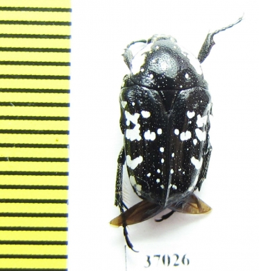 Cetoniinae sp.  South Africa Rep. - INSECTS-STORE.RU