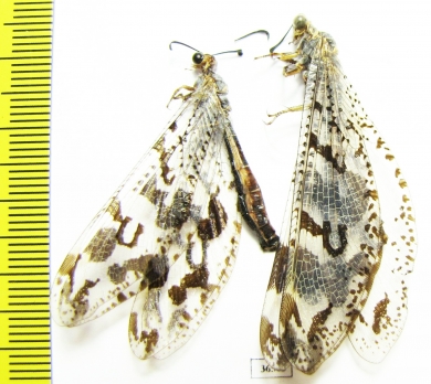 Myrmeleontidae sp.  Namibia - INSECTS-STORE.RU
