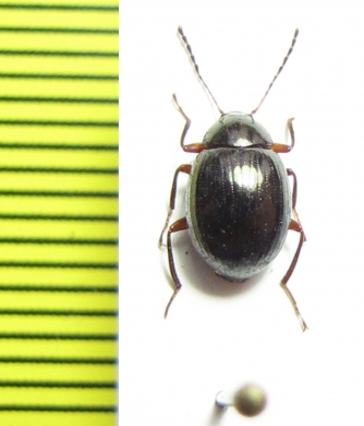 Amarygmus horni  Indonesia, Papua - INSECTS-STORE.RU