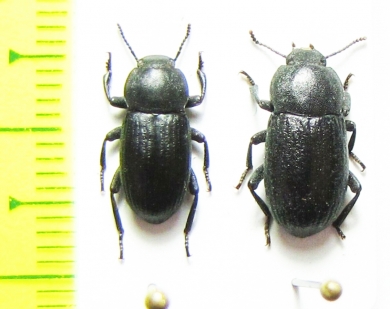 Dendarus plorans, pair  Israel - INSECTS-STORE.RU