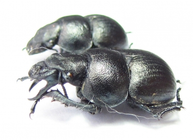 Lethrus legezini, pair  Tajikistan - INSECTS-STORE.RU