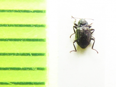 Elmis maugetii megerlei  Belorussia - INSECTS-STORE.RU