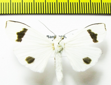 Erebidae sp.  Bhutan - INSECTS-STORE.RU