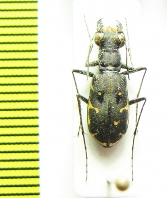 Myriochila melancholica trilunaris  Madagascar - INSECTS-STORE.RU