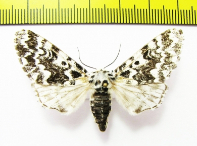 Panthea coenobita  Russia - INSECTS-STORE.RU