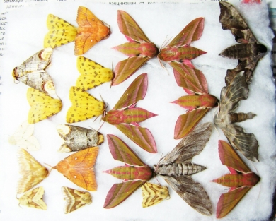 Lepidoptera sp.  Russia, Tver reg. - INSECTS-STORE.RU