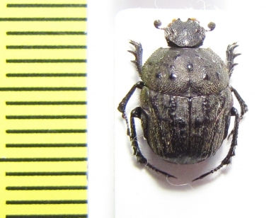 Gymnopleurus sp.  South Africa Rep. - INSECTS-STORE.RU