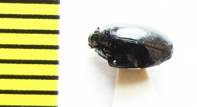 Gyrinus aeratus  Belorussia - INSECTS-STORE.RU