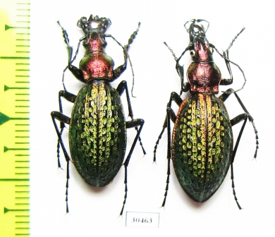 Carabus (Acoptolabrus) schrencki, pair  Russia, Far East - INSECTS-STORE.RU