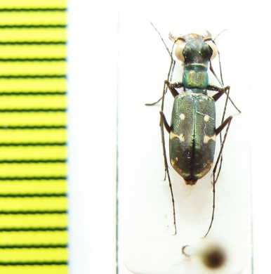 Cylindera paucipilina  Myanmar - INSECTS-STORE.RU