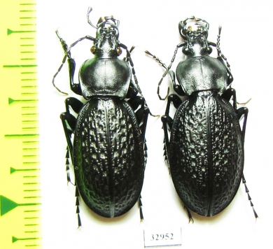 Carabus (Procrustes) chevrolati ilgazdaghensis, pair  Turkey - INSECTS-STORE.RU