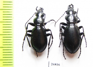 Carabus (Cyclocarabus) belousovi, pair  Kazakhstan - INSECTS-STORE.RU