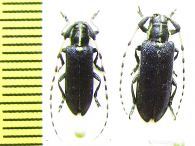 Agapanthia coeruleipennis, pair  Turkey - INSECTS-STORE.RU