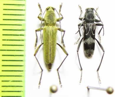 Chlorophorus eleodes, C.diadema  China/Russia - INSECTS-STORE.RU