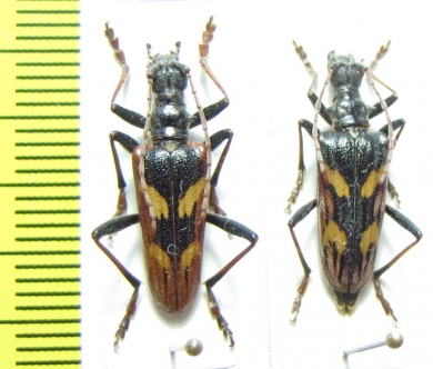 Rhagium bifasciatum, pair  Russia, Krasnodar reg. - INSECTS-STORE.RU
