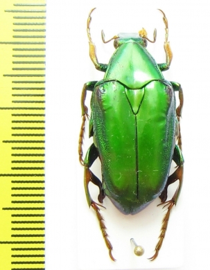Pseudochalcothea planiuscula  Malaysia, Borneo - INSECTS-STORE.RU