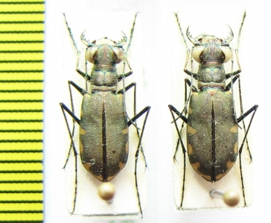 Calomera funerea multinotata, pair  Indonesia, Sulawesi - INSECTS-STORE.RU