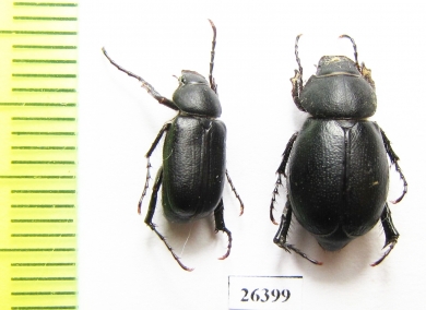 Hemictenius simplicitarsis, pair  Tajikistan - INSECTS-STORE.RU