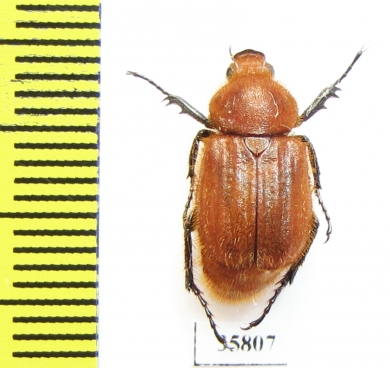 Trichiinae sp.  Tanzania - INSECTS-STORE.RU