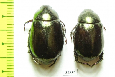 Rutelinae sp.  Malaysia, Borneo - INSECTS-STORE.RU