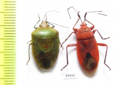 Hemiptera sp.  Laos - INSECTS-STORE.RU
