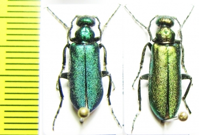 Alosimus sp.  Turkey, Amasya prov. - INSECTS-STORE.RU