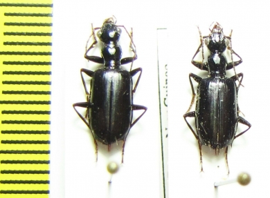 Carabidae sp.  Indonesia, Papua - INSECTS-STORE.RU