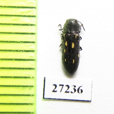 Buprestidae sp.  South Africa Rep. - INSECTS-STORE.RU