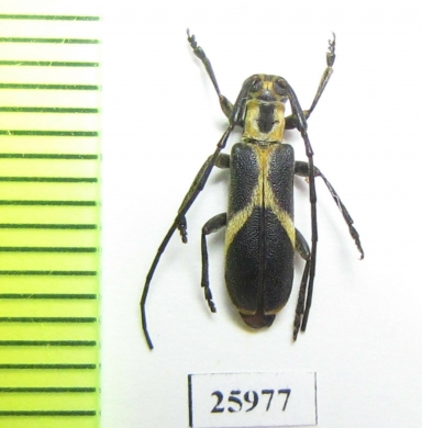 Cerambycidae sp.  Mozambique - INSECTS-STORE.RU