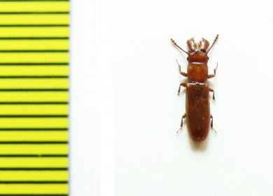 Prostomidae, Prostomis mordax  Russia, Far East - INSECTS-STORE.RU