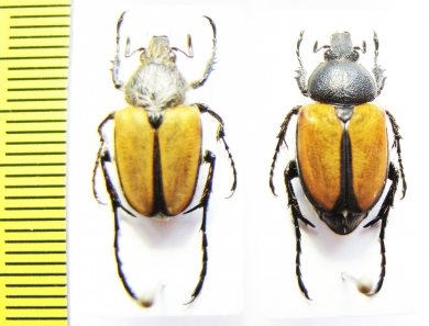 Campulipus sp., pair  South Africa Rep. - INSECTS-STORE.RU