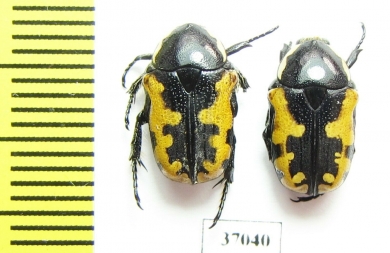 Phoxomela umbrosa  South Africa Rep. - INSECTS-STORE.RU