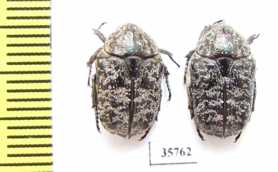 Cetoniinae sp.  Zambia - INSECTS-STORE.RU