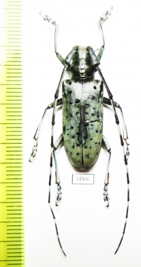Pseudonemophas versteegi, female  Laos - INSECTS-STORE.RU