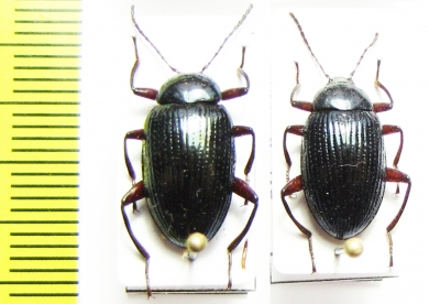 Amarygmus ledermanni  Indonesia, Papua - INSECTS-STORE.RU