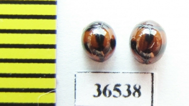 Tenebrionidae sp.  Malaysia, Borneo - INSECTS-STORE.RU