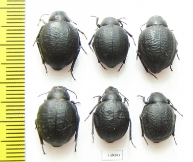 Pimelia subglobosa  Russia, Volgograd reg. - INSECTS-STORE.RU