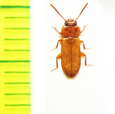 Doliema platisoides  Sri Lanka - INSECTS-STORE.RU