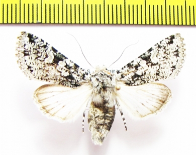 Noctuidae sp.  Honduras - INSECTS-STORE.RU