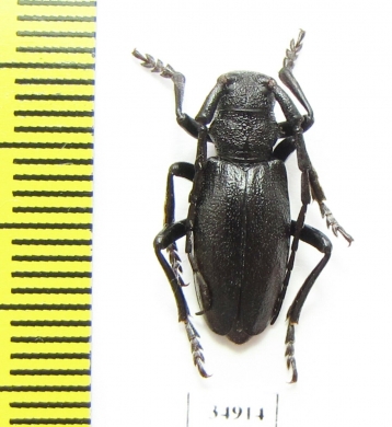 Eodorcadion tuvense  Russia, Tuva reg. - INSECTS-STORE.RU