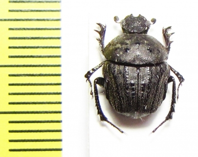 Gymnopleurus sp.  South Africa Rep. - INSECTS-STORE.RU