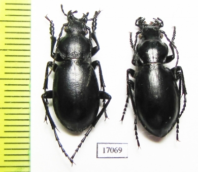 Carabus (Cyclocarabus) martynovi, pair  Kazakhstan - INSECTS-STORE.RU
