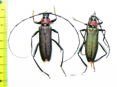 Aromia moschata ambrosiaca, pair  Azerbaijan - INSECTS-STORE.RU