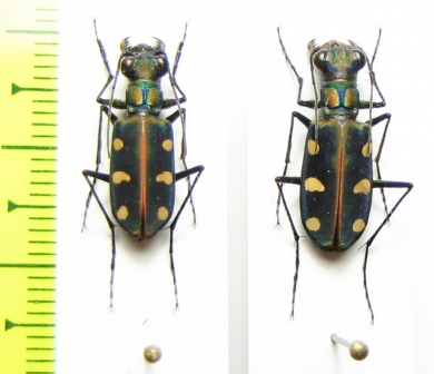 Cicindela aurulenta, pair  Indonesia, Java - INSECTS-STORE.RU