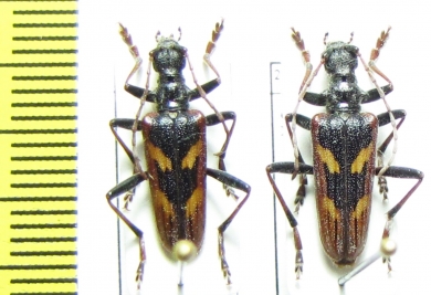 Rhagium bifasciatum  Russia, Krasnodar reg. - INSECTS-STORE.RU