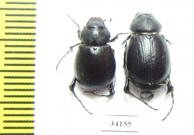 Hemictenius sp.  Uzbekistan - INSECTS-STORE.RU